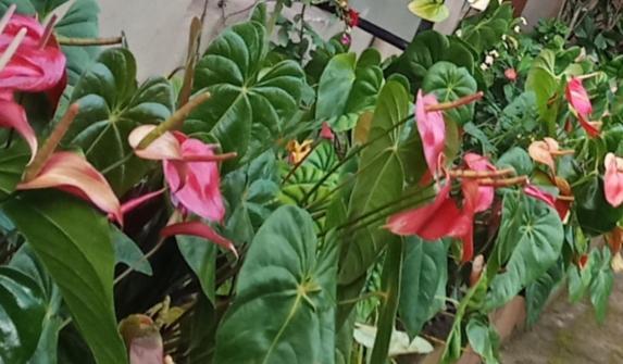 Hill Side Estate Apartment Madikeri Ngoại thất bức ảnh